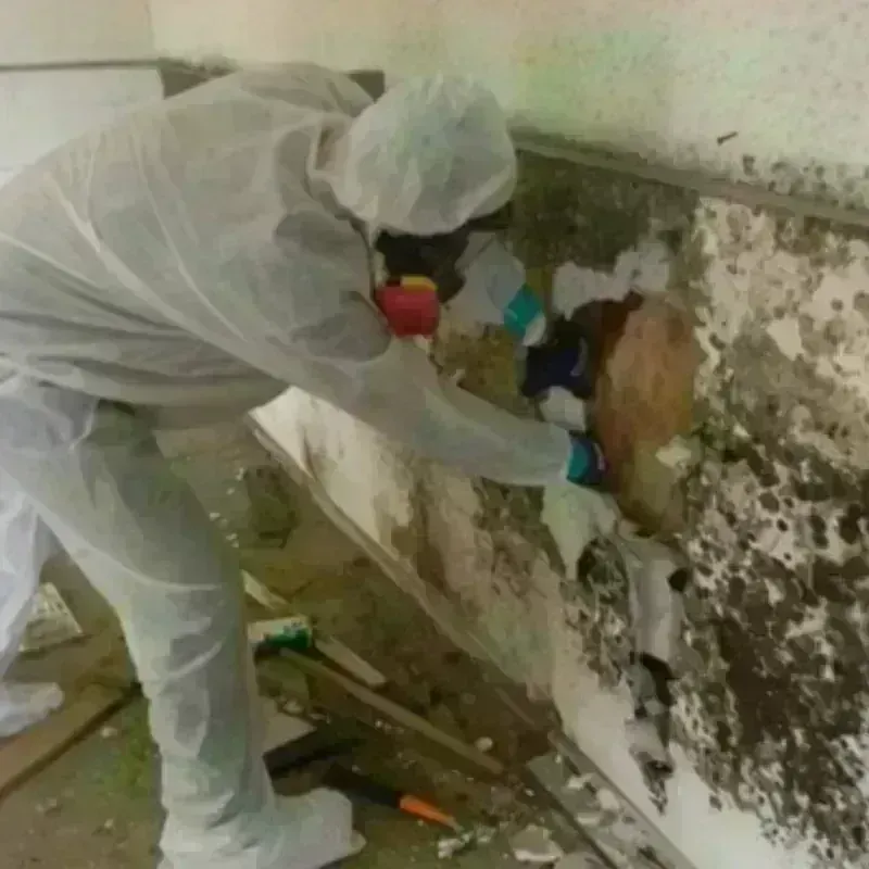 Mold Remediation and Removal in Runge, TX